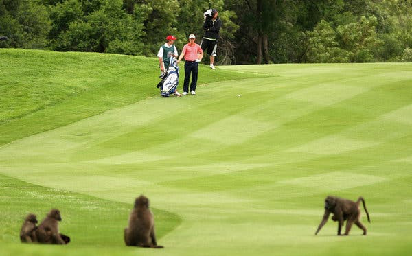 Golf: The Detrimental Impact On Environment